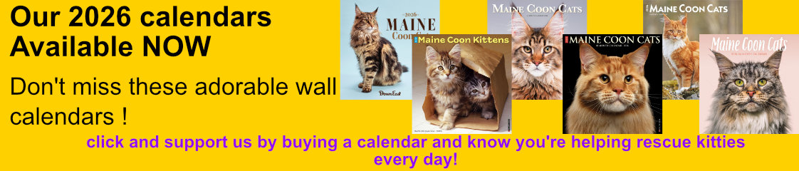 Maine Coon Cat Calendars On Sale Now